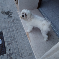 Cane maschio maltese per monta