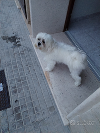 Cane maschio maltese per monta