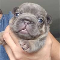 Cuccioli di bulldog francese