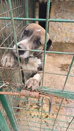 1 pastore ted, 2 petbool incrocio rotwailer femmin