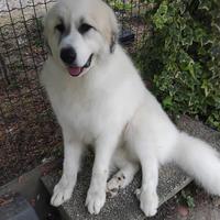 regalasi pastore dei pirenei