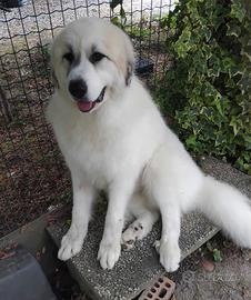 regalasi pastore dei pirenei