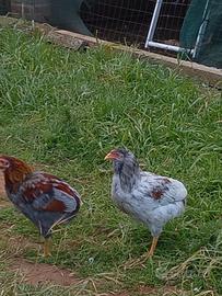 Cambio galletto Auracana in cambio di gallina