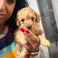 Barboncini toy e maltipoo