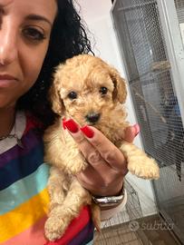 Barboncini toy e maltipoo