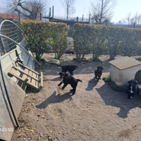 Cucciole di belga+border collie