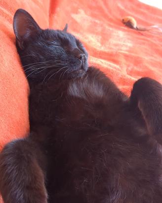 Ares: piccola pantera