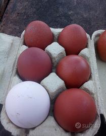 Pulcini marans