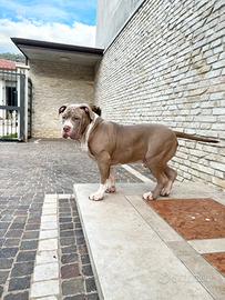 American Bully XXL muscolari e di alta genealogia