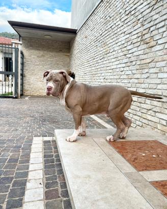 American Bully XXL muscolari e di alta genealogia