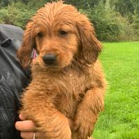 Cuccioli golden retriever