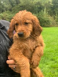 Cuccioli golden retriever