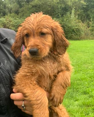 Cuccioli golden retriever