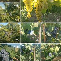 Uva per vendemmia 