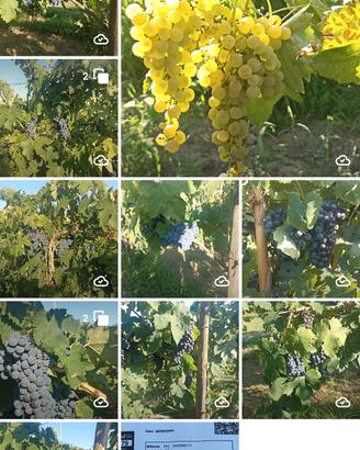 Uva per vendemmia 