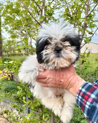 Cucciolo di Shihtzu