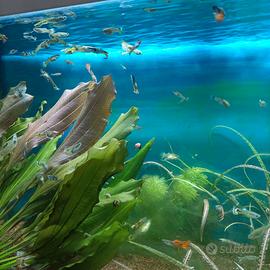 Svuoto acquario con Guppy