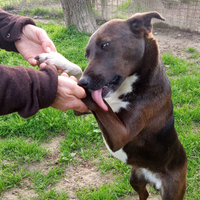 NIHAN cagnolina piccola
