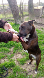 NIHAN cagnolina piccola