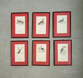 quadri 6 stampe anni 60, raffigurante uccelli vari