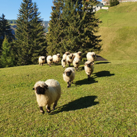 Pecora vallesana musonero