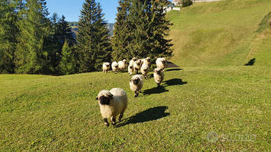 Pecora vallesana musonero