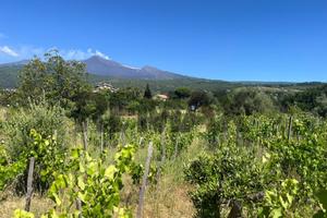 Terreno - Santa Venerina