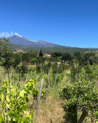 Terreno - Santa Venerina