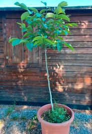 Albero NOCE