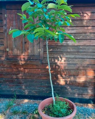 Albero NOCE