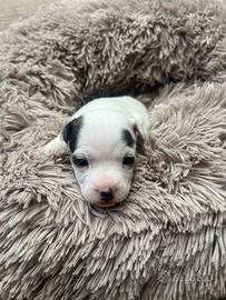 Femmina jack russell terrier