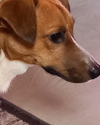 Fidanzata per jack russeli
