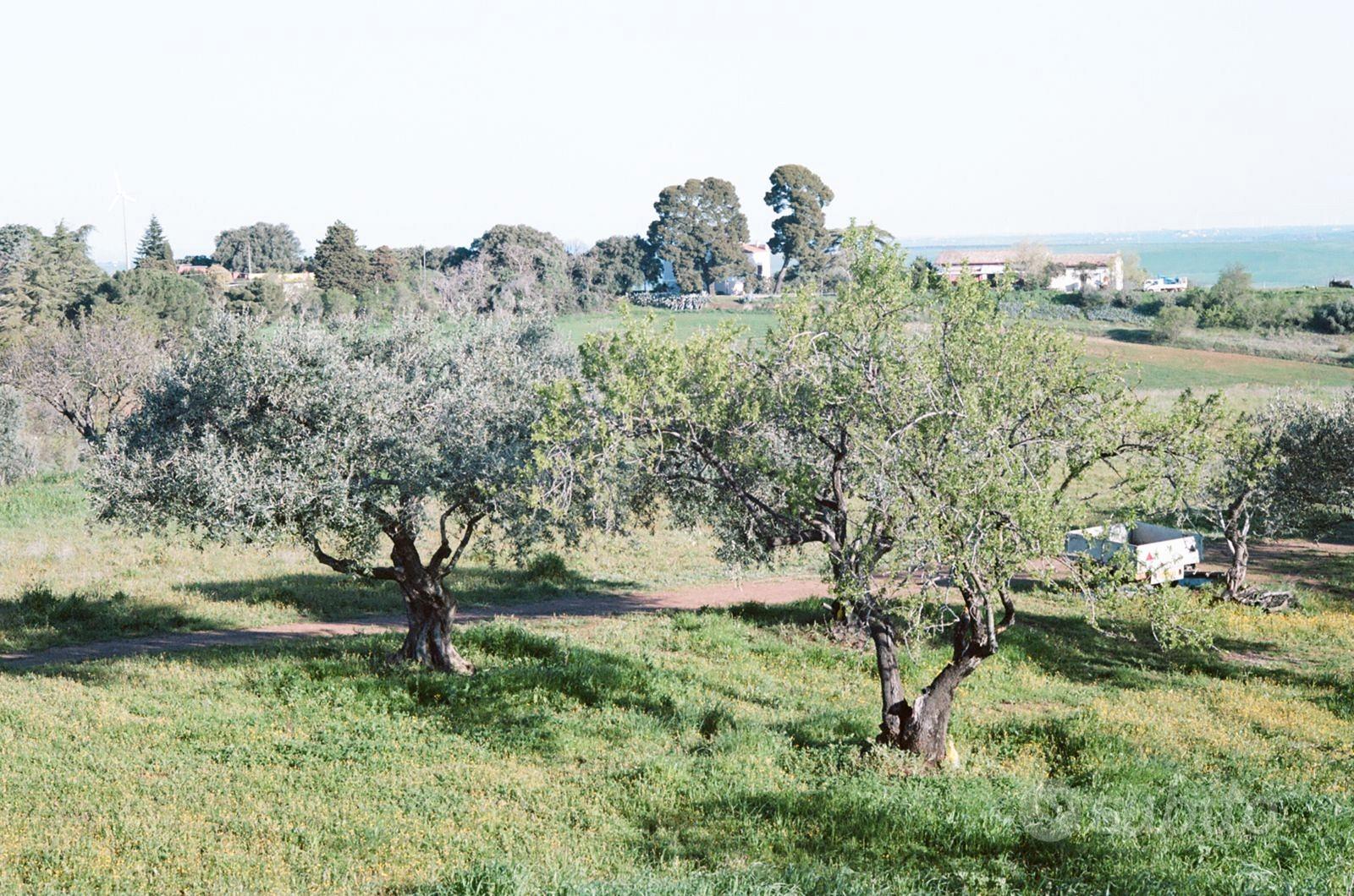 Terreno agricolo -Uliveto e Frutteto - Vista 2