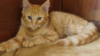 Gattino Rosso