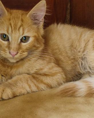 Gattino Rosso