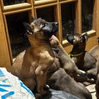 Cuccioli di pastore belga Malinois femmina
