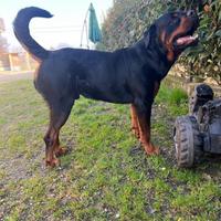 Rottweiler 2 anni per accoppiamento