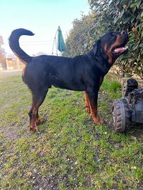 Rottweiler 2 anni per accoppiamento