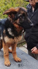 Cucciola pastore tedesco