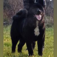 Akita americano maschio per accoppiamento