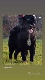 Akita americano maschio per accoppiamento