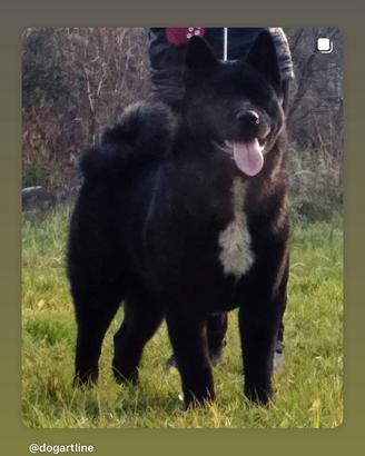 Akita americano maschio per accoppiamento
