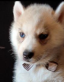 Siberian husky cucciolata con pedigree
