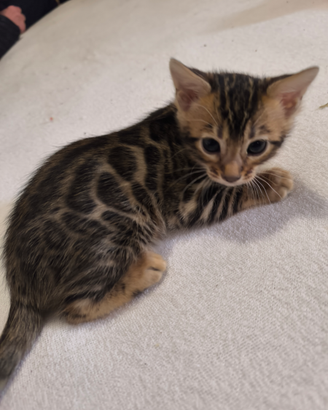 Gatto del Bengala