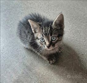 Gattini