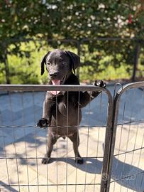 Labrador pedigree