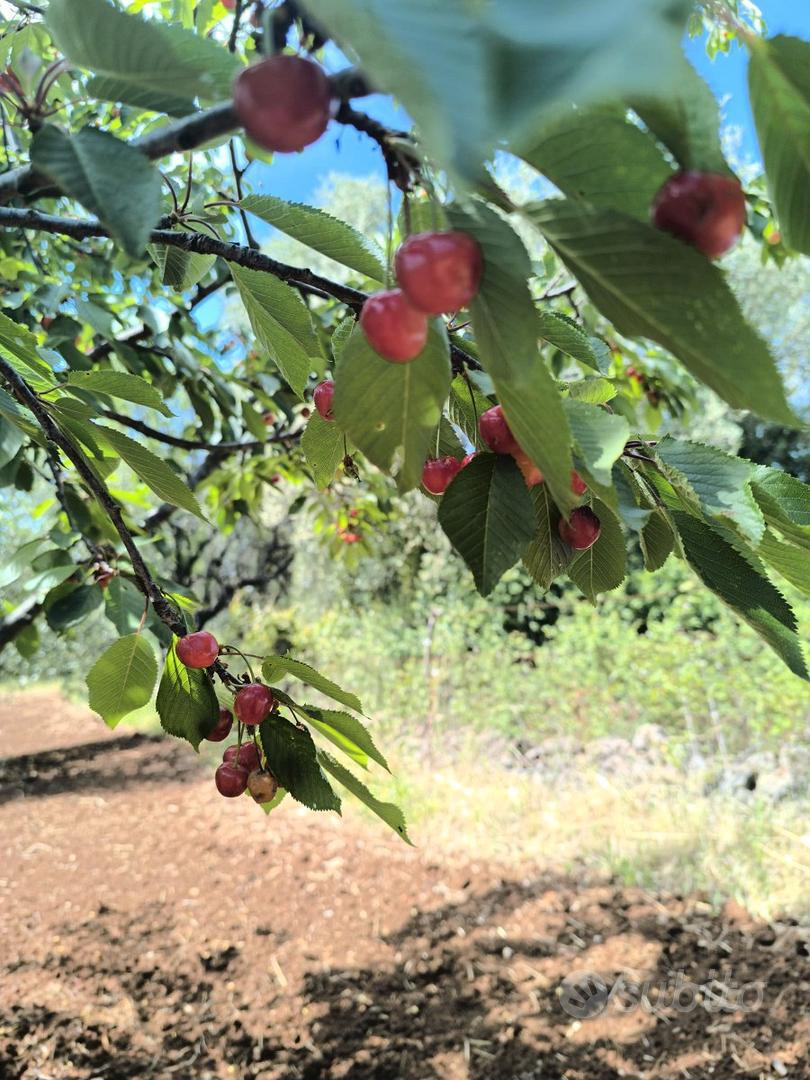 Terreno a San Nicandro Garganico - Vista 5