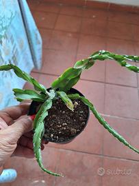 piantina radicata 