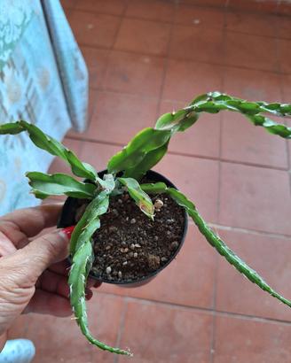 piantina radicata 