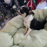 Cucciola di Chihuahua con pedigree Enci